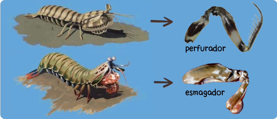 Ilustração de cada um dos tipos de pata